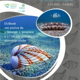 blago-pod-povrsinom-kvarnera-mekusci-u-kvarnerskom-podmorju